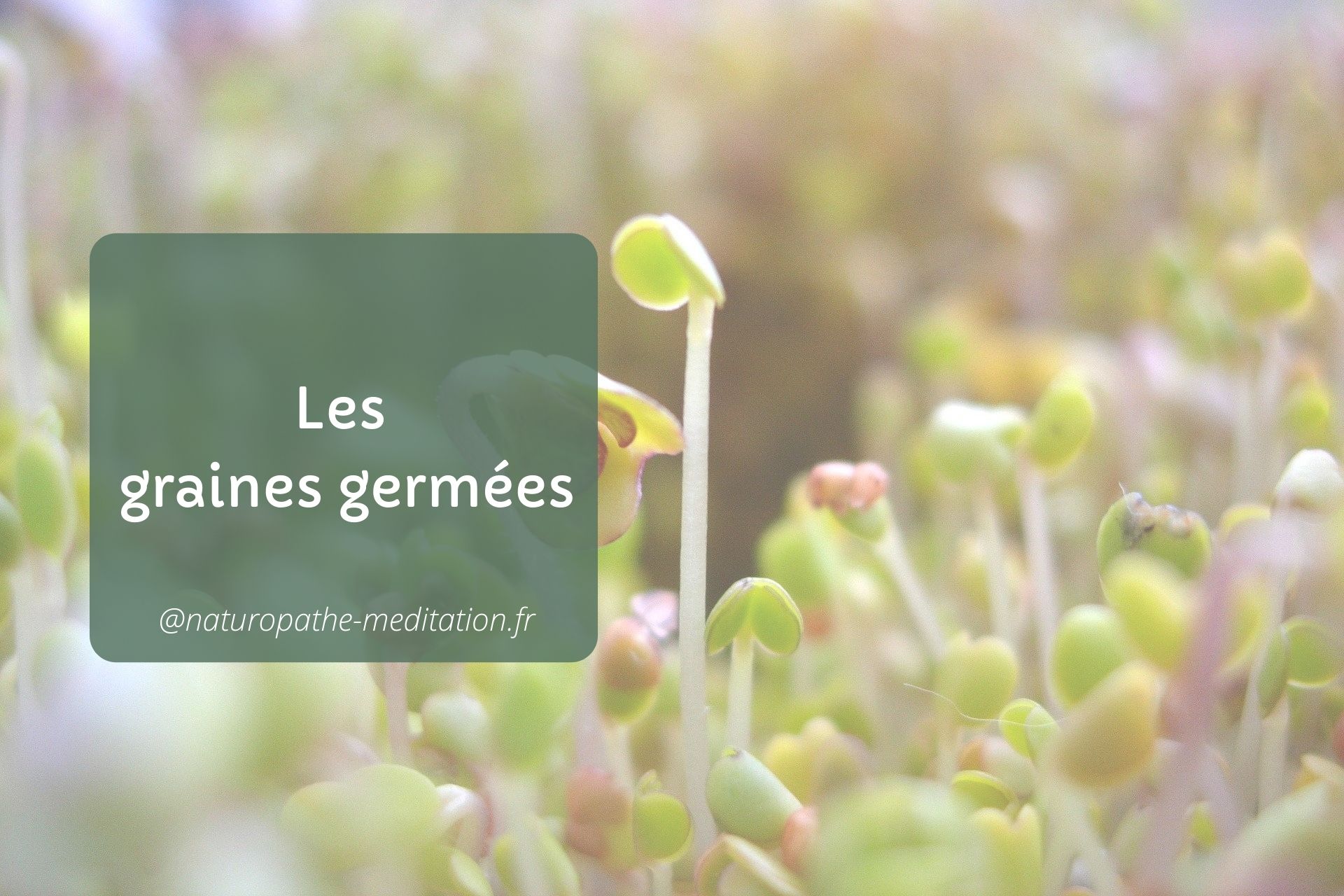 Les graines germées bienfaits des graines germées